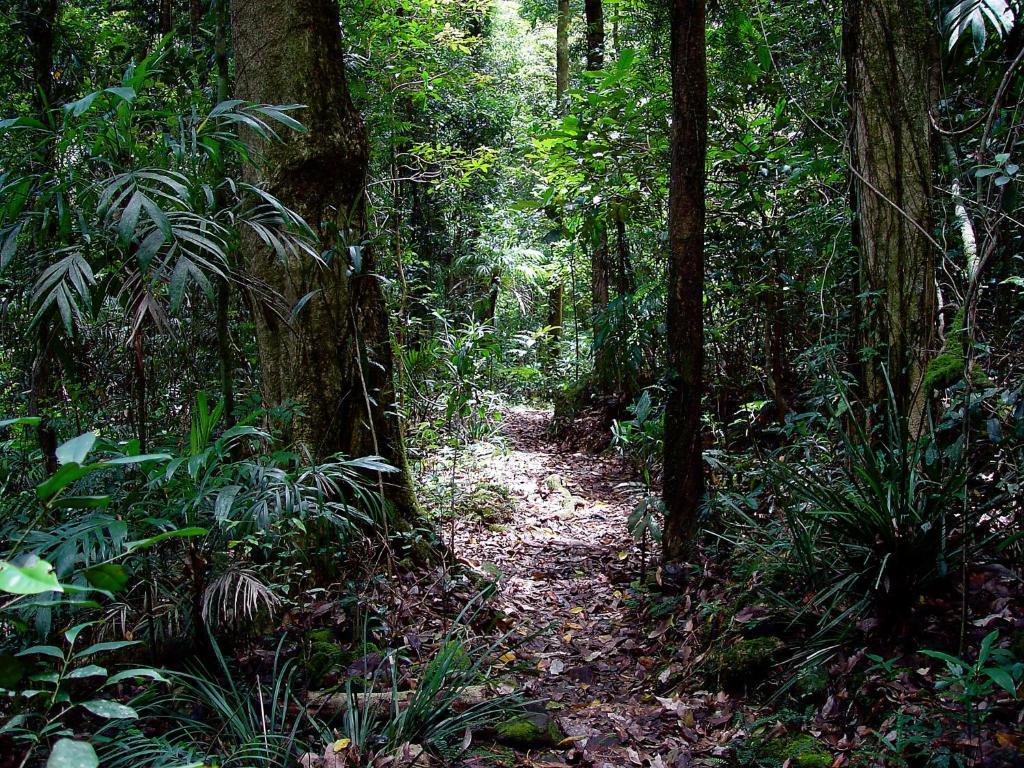 Springbrook Lyrebird Retreat Villa Exterior foto