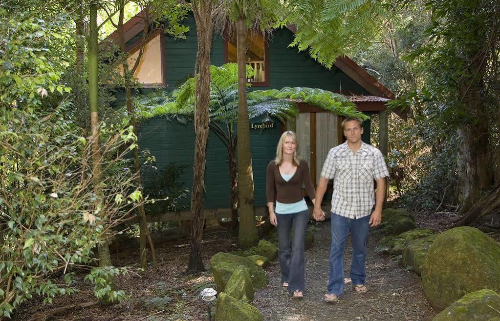 Springbrook Lyrebird Retreat Villa Exterior foto
